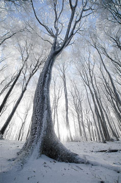 Tree In A Beautiful Frozen Forest In Winter With Snow By Stocksy