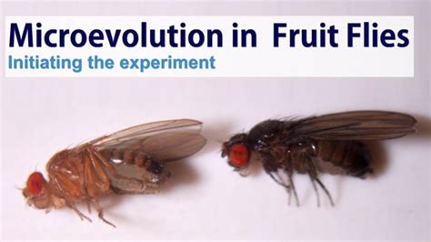 Microevolution In Fruit Flies Initiating The Experiment Youtube
