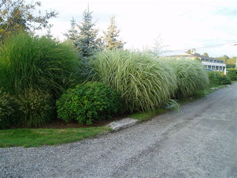 lovegrass farm miscanthus sinensis gracillimus ornamental grass at lovegrass farm in p e i