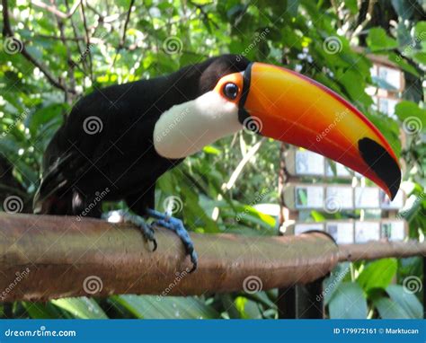 A Colorful Toco Toucan Parque Das Aves At Iguazu Falls Brazil Stock