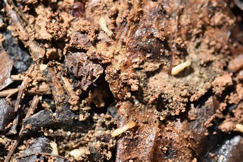 Created such a category several years ago. Termite Awareness Week: What to Know as Warm Weather ...