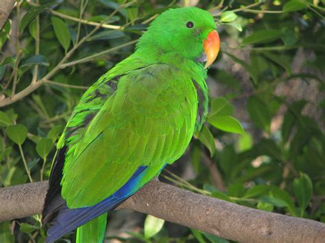 Eclectus Parrot Male Adelaide Zoo Trevors Birding