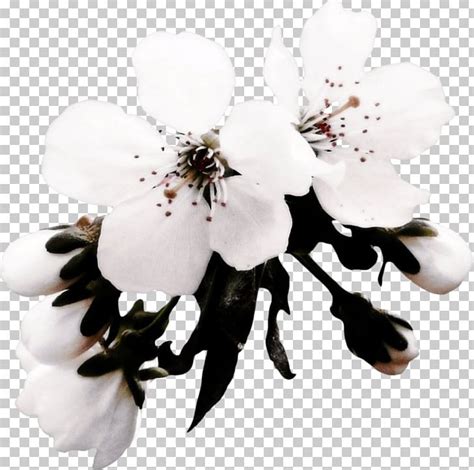 We did not find results for: Terkeren 25+ Gambar Bunga Sakura Clipart - Gambar Bunga HD