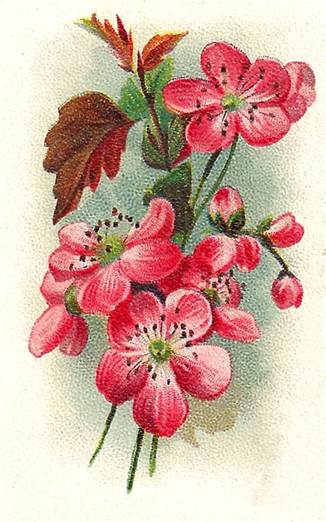 Antique Images Free Antique Flower Artwork Trade Card Blackthorn Image