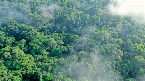 Gabon Is The First African Country Paid To Protect Its Rainforest