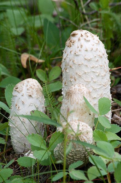 Pictures Of White Mushrooms All Mushroom Info