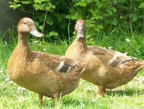 The Best Ducks For Eggs And How To Treat Them Hairston Creek Farm