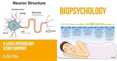 I will address the biopsychology question first. Biopsychology | tutor2u Psychology