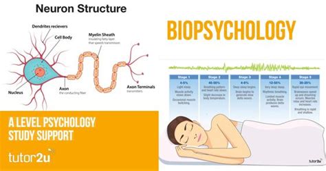 We did not find results for: Biopsychology | tutor2u Psychology
