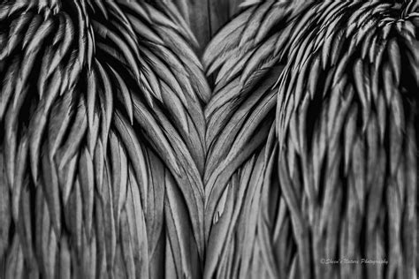 Abstract Nature Photography 3 Effective Tips To Create Captivating