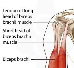 Biceps Tendon Anatomy Shoulder Biceps Tendinitis Brisbane Knee And Shoulder Clinic Dr