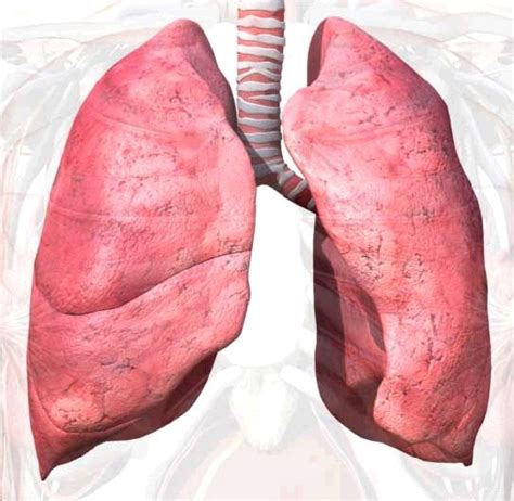 Lung Function Anatomy And Pictures Body Maps Lunges Body Map