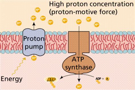 A sugar backbone attached to adenine and two phosphate. LON-CAPA ATP AND BIOLOGICAL ENERGY
