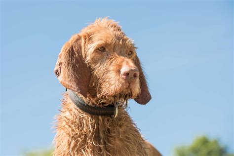 Wirehaired Vizsla Full Profile History And Care