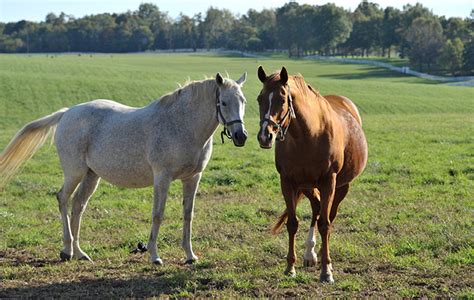 Photography By Ed Ponikwia Kentucky Kentucky Horses