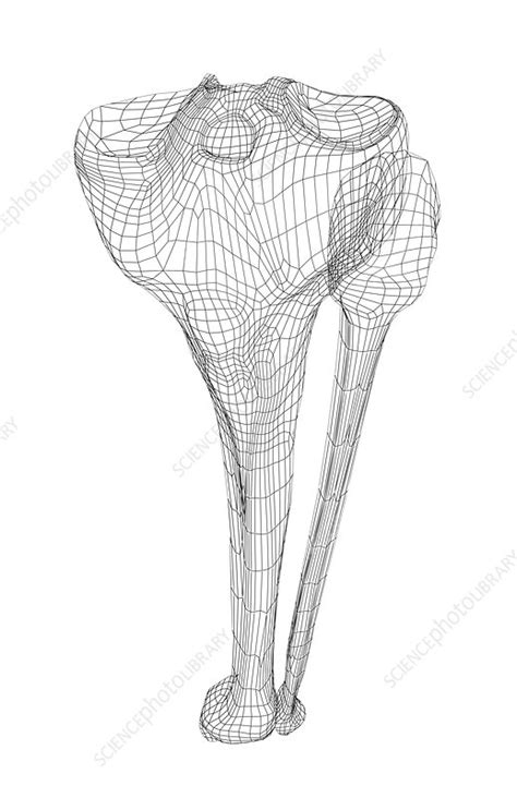 Lower Leg Bones Stock Image F0020398 Science Photo Library