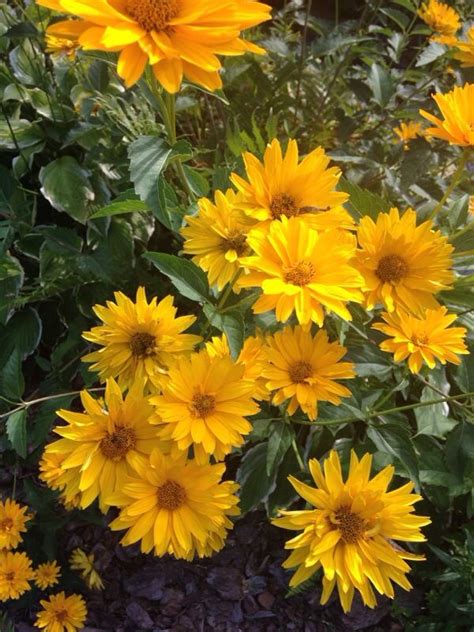 Whether you like the saturated buttery yellow of here is a short list of the best yellow perennial flowers at plant delights nursery. Free Plant Identification | Yellow flowers, Perennials, Plants