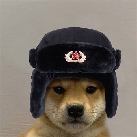 Dog Wif Hat Soviet Dog Wif Hat Dog With Hat Dog With