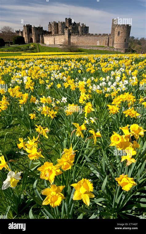 Alnwick Castle Northumberland In Spring With Daffodils Stock Photo
