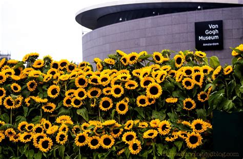 Sunflowers ~ artist vincent van gogh, c.1887; Amsterdam in Autumn | Girasoles, Museos, Arte