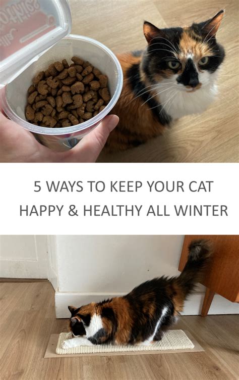 5 Ways To Keep Your Cat Happy And Healthy All Winter Long My Thrifty