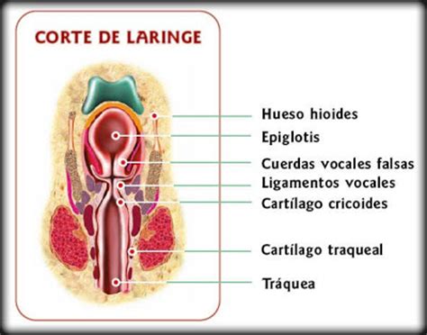 A faringe é um órgão que faz parte tanto do sistema respiratório quanto do sistema digestório. 03 SISTEMA RESPIRATORIO: FARINGE Y LARINGE