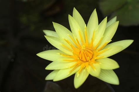Yellow Lotus Water Lily Nymphaea Floating In A Pond Beautiful