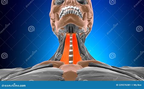 Sternohyoid Muscle Anatomy For Medical Concept 3d Stock Illustration
