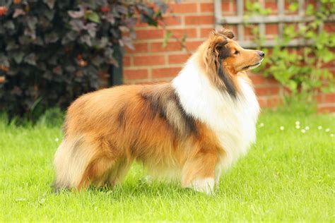 The fur can be black, silver, fawn, merle, cream, white, and gray. Shetland Sheepdog - Breed Profile | Australian Dog Lover