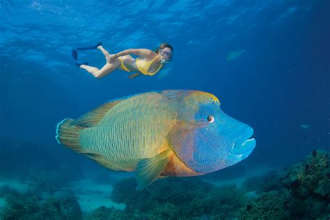 11 Bizarre Species To Look For On A Great Barrier Reef Dive Pics