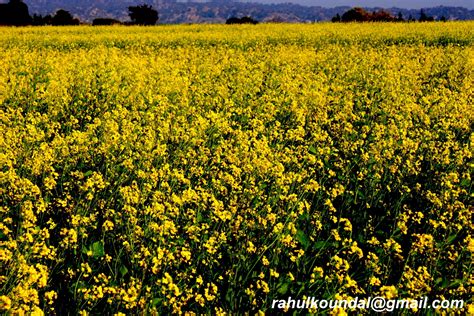 Rahul Koundals Photography Mustard Fields Flourishing In Punjab