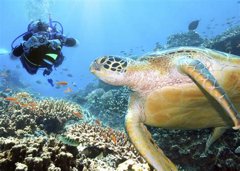 Diving is the sport of jumping or falling into water from a platform or springboard, sometimes while performing acrobatics. Scuba Diving Newquay Cornwall South West England United ...