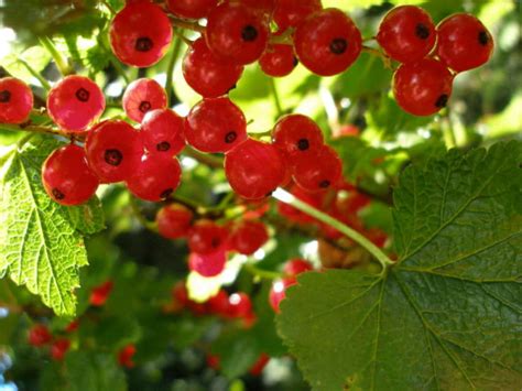 Червено френско грозде: засаждане, размножаване на резници ...