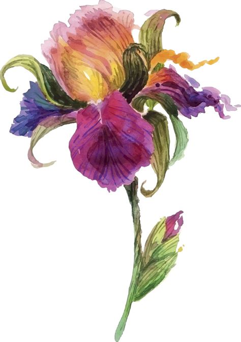 Beautiful Watercolor Iris Flower Watercolor Flowers Paintings Iris