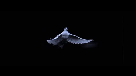 Holy Spirit Dove V2 Motion Background Loop Youtube