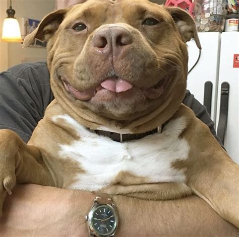 Sweet Pit Bull Mix Cant Stop Smiling After Being Rescued