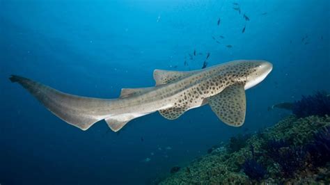 Arabian Sea Sharks May Be The Most Threatened In The World
