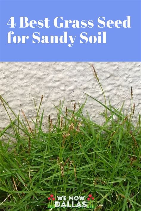 4 Best Grass Seed For Sandy Soil Best Grass Seed Grass Seed Sandy Soil