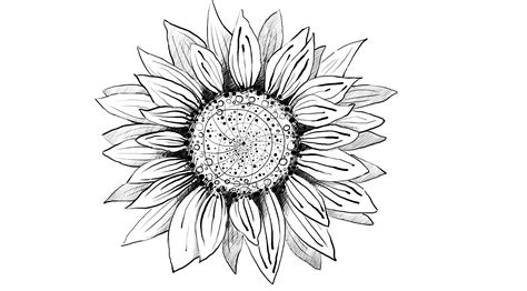Sunflowers Drawing Easy