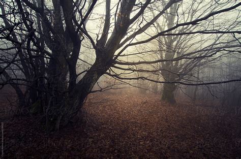 Dark Mysterious Forest With Fog By Stocksy Contributor Cosma Andrei