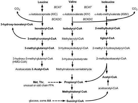 Here, we show that when dietary bcaas are varied against a fixed, isocaloric macronutrient background. Сыромоноедение | Branched-chain amino acids in metabolic ...