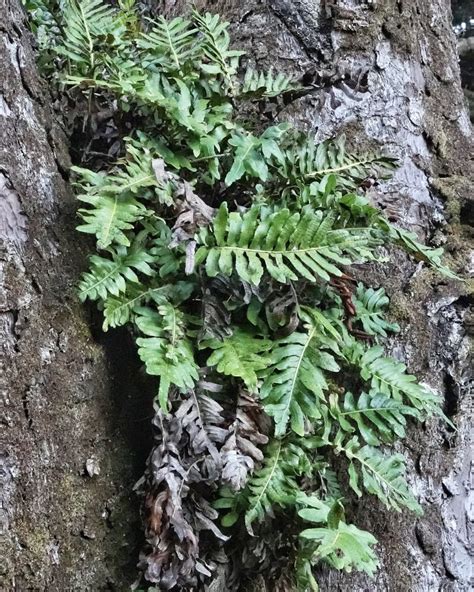 Polypodium Scouleri 10000 Things Of The Pacific Northwest