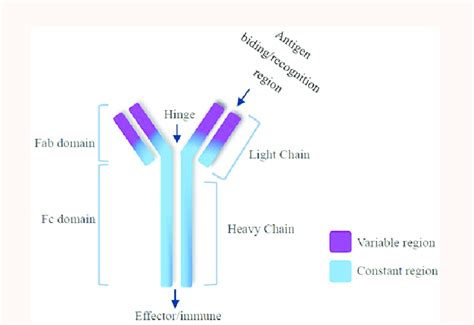 Monoclonal Antibodies Structure