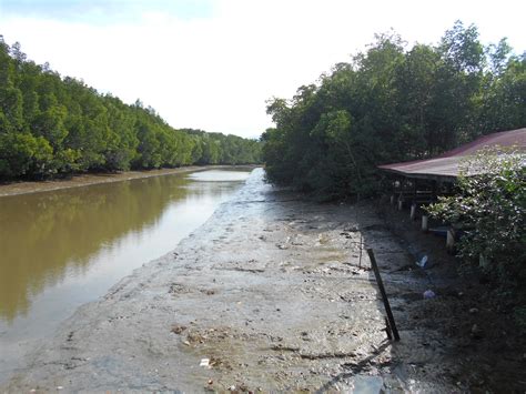 Definisi/arti kata 'matang' di kamus besar bahasa indonesia (kbbi) adalah a 1 sudah tua dan sudah sampai waktunya untuk dipetik, dimakan, dan sebagainya (tentan. ini cherita the legend: Eco-Tourism: Hutan Paya Bakau ...
