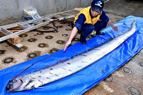 Sightings Of Rare Fish In Japan Spark Fears Of Natural Disasters