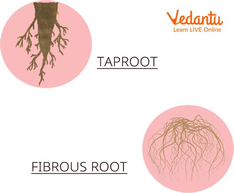 Tap Root And Fibrous Root Learn Definition Properties And Facts