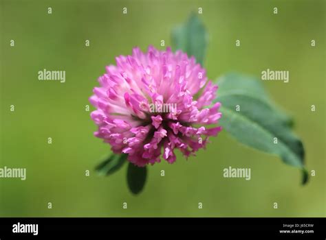 Pink Clover Flower Stock Photo Alamy