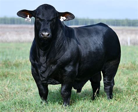 Brangus Cattle