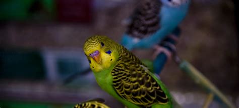 Yellow Green Parakeet Looking Free Stock Photo Public Domain Pictures