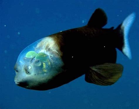 15 Coolest Deep Sea Fish Ranked Always Pets